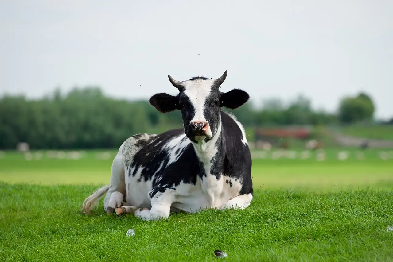 grass-field-hayfield-farm-mammal-3213933.webp