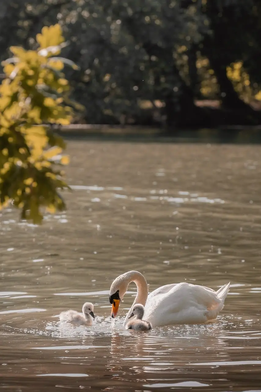 nurturing-swan-cygnet-care-9767495.webp